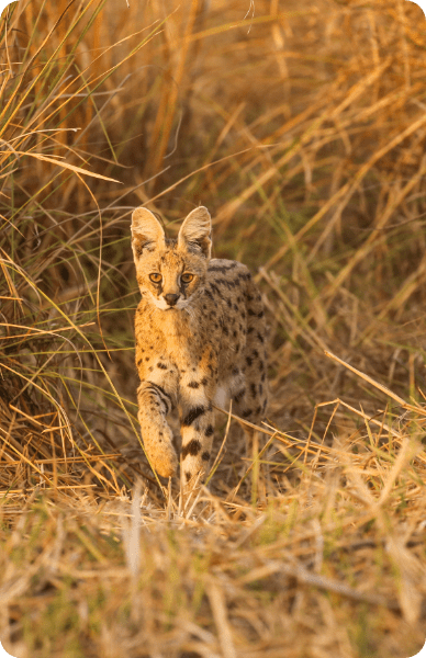Découvrez le Parc National de la Pendjari