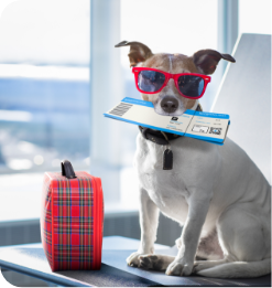 Voyager avec un animal